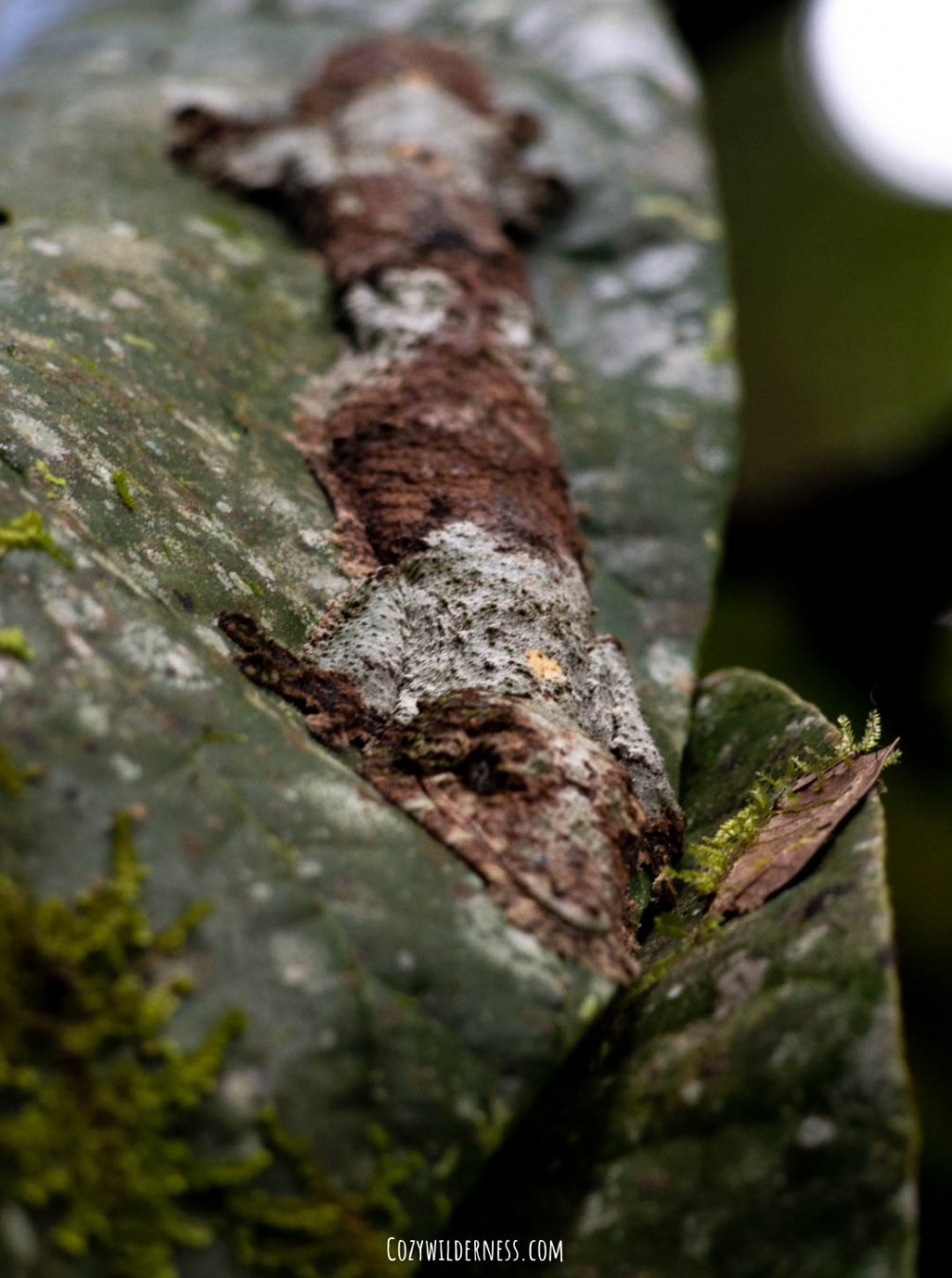 Mossy Leaf-tailed gecko spotted in Ranomafana Madagascar