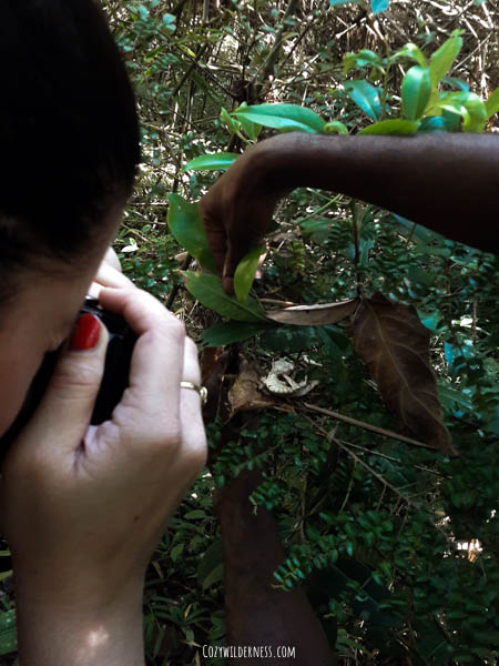 Ranomafana Madagascar spotting the leaf-tailed gecko