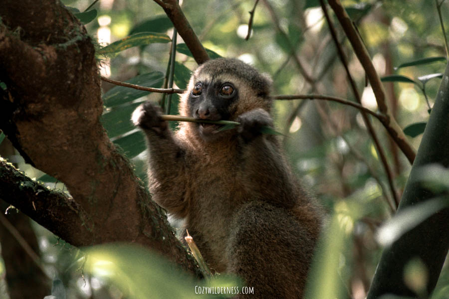 Golden Bamboo lemur Ranomafana Madagascar