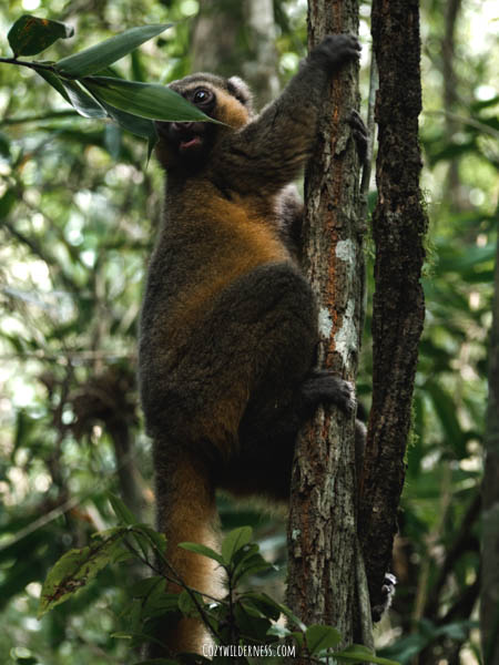 Ranomafana Madagascar spotting the Golden Bamboo lemur