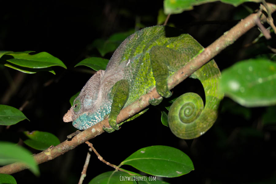 Sighting of a green chameleon on the night tour in Ranomafana