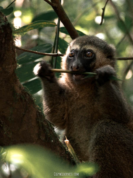 Golden Bamboo lemur eating