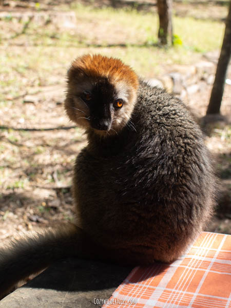Lemur visiting us for lunch in Isalo Madagascar