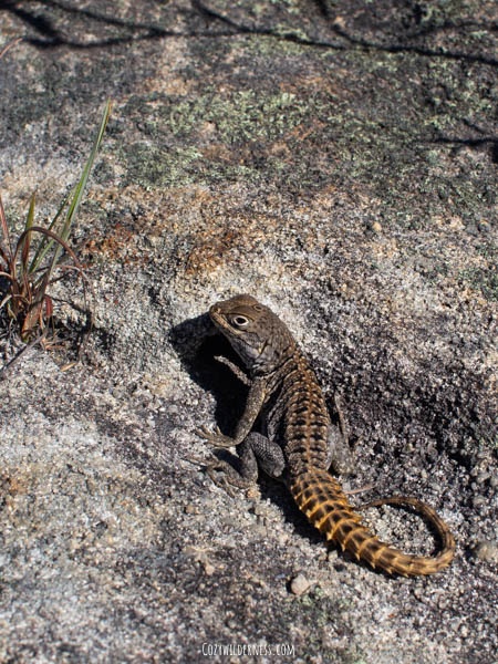 reptile specie in Isalo National park Madagascar
