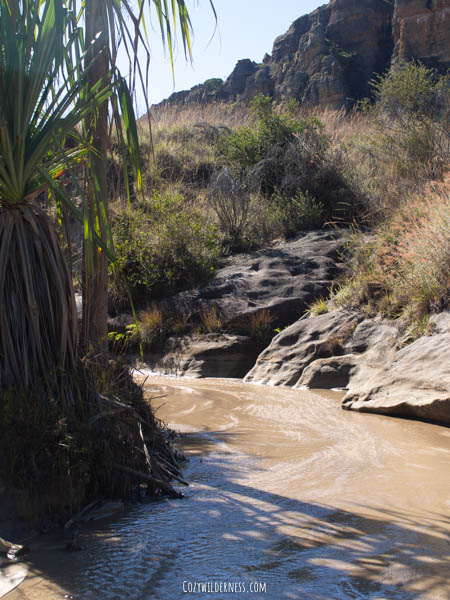 endemic plants and palms along the river in Isalo National park