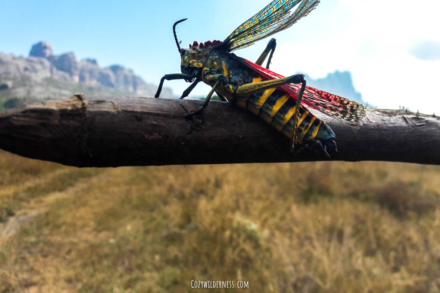 Andringitra Madagascar explorer guide fauna rainbow grasshopper