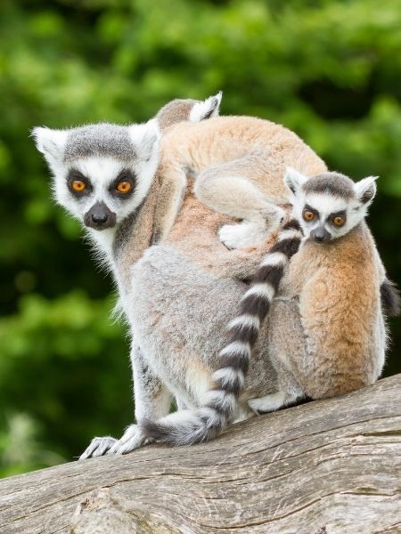 Andringitra Madagascar explorer guide ring-tailed lemurs
